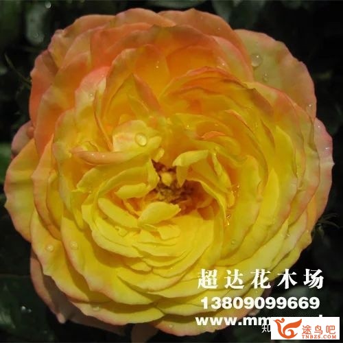 有什么好听的英文单词当 昵称？-1.jpg